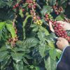 قهوه عربیکا کلمبیا فروشگاه خرید قهوه