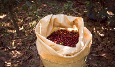 بهترین کشور های تولید کننده قهوه عربیکا